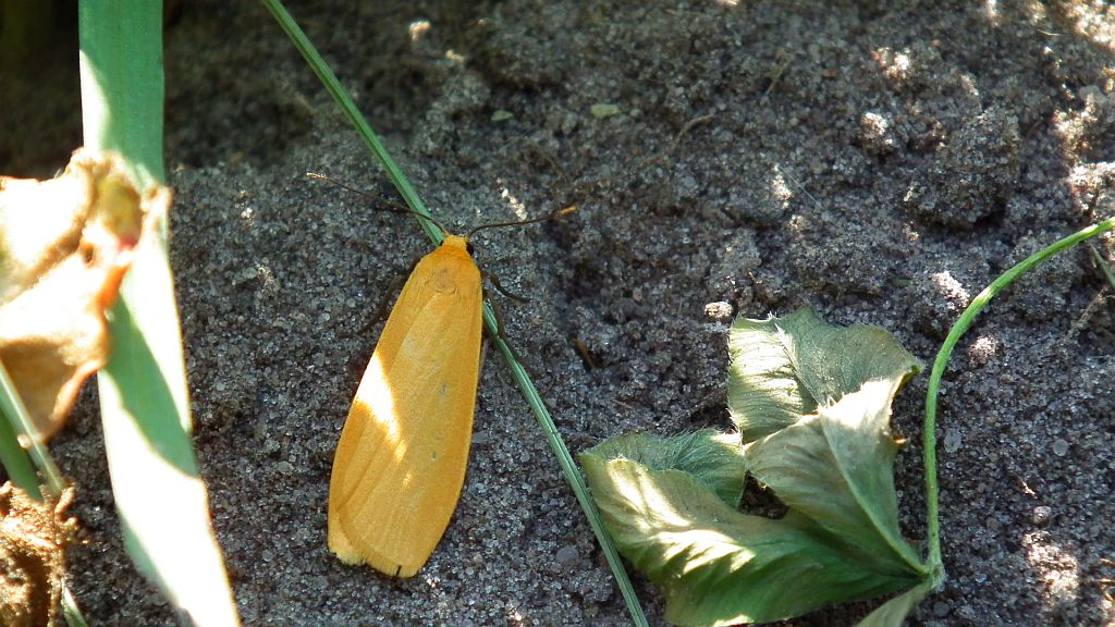 Fałdówka siostrzyczka (Eilema sororcula)