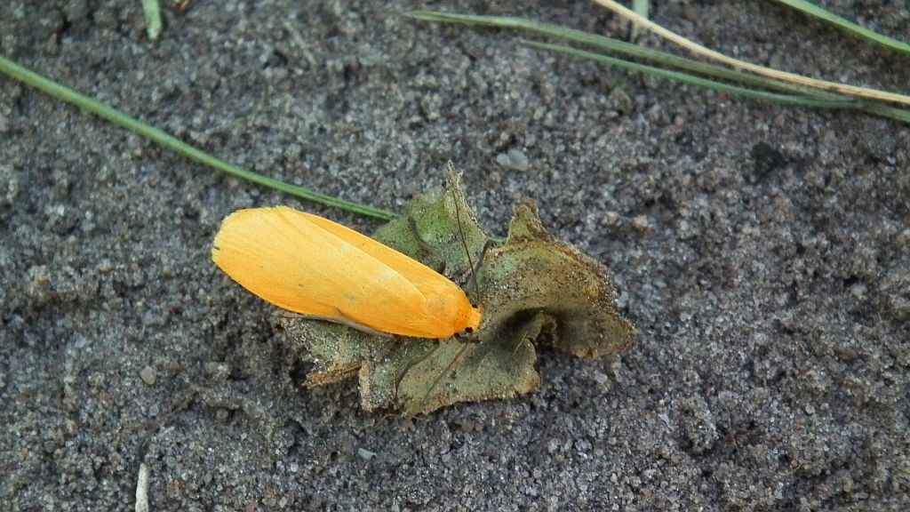 Fałdówka siostrzyczka (Eilema sororcula)