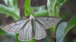 Dyblik liniaczek (Siona lineata)