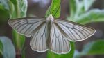 Dyblik liniaczek (Siona lineata)