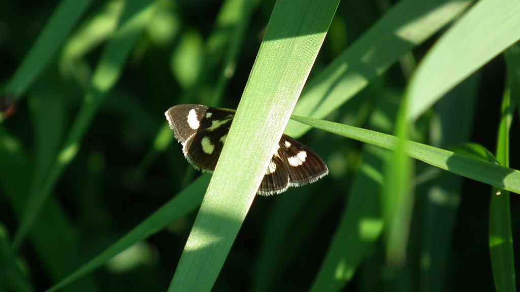 Eurrhypis pollinalis
