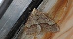 Zimowek obrzeżek (Agriopis marginaria)