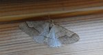 Zimowek obrzeżek (Agriopis marginaria)