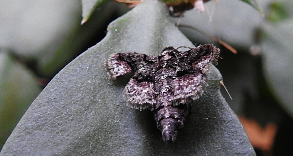 Zimowek obrzeżek (Agriopis marginaria)