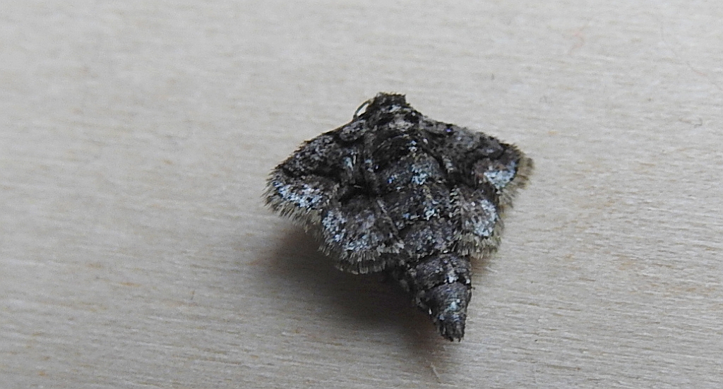 Zimowek obrzeżek (Agriopis marginaria)