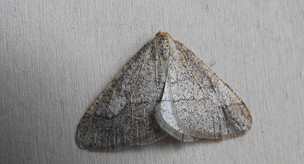 Zimowek obrzeżek (Agriopis marginaria)