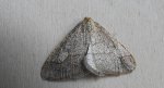 Zimowek obrzeżek (Agriopis marginaria)