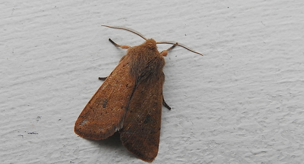 Piętnówka dębowa (Orthosia cruda)