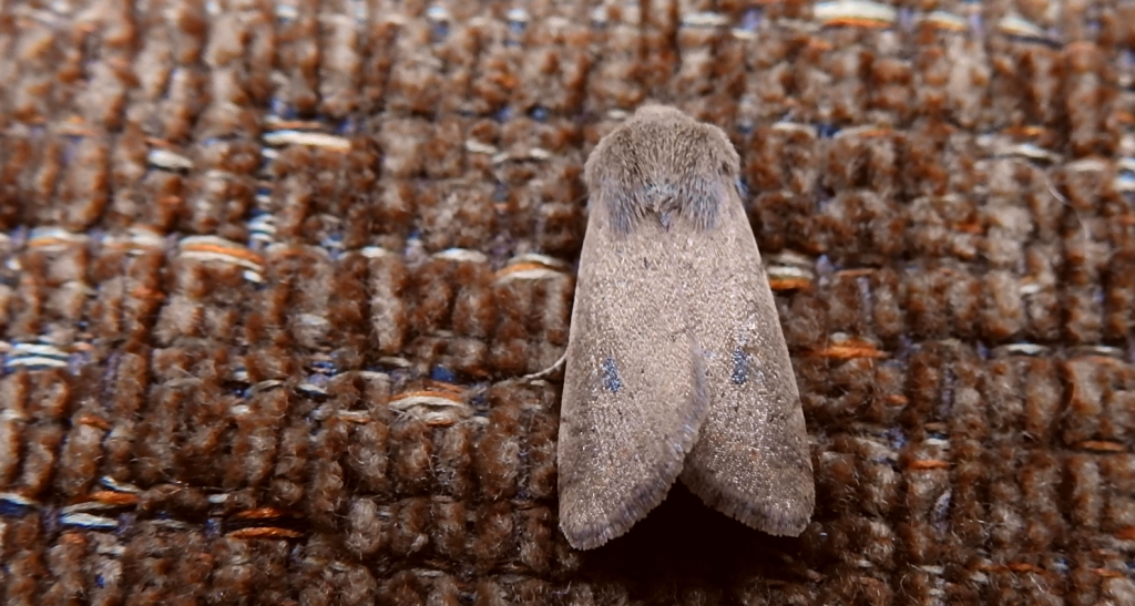 Piętnówka dębowa (Orthosia cruda)