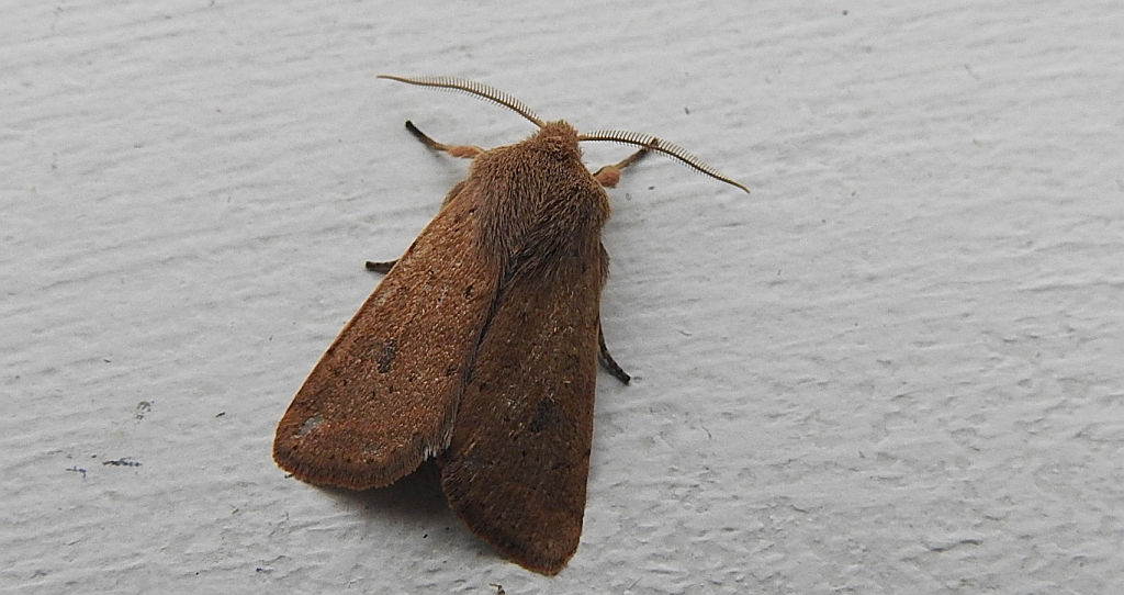 Piętnówka smuklica (Orthosia gracilis)