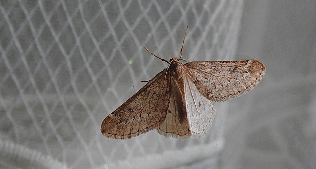 Nierównik kasztaniak (Alsophila aescularia)