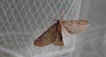 Nierównik kasztaniak (Alsophila aescularia)