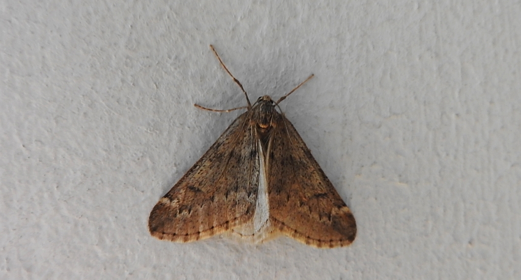 Nierównik kasztaniak (Alsophila aescularia)