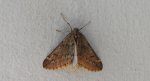 Nierównik kasztaniak (Alsophila aescularia)