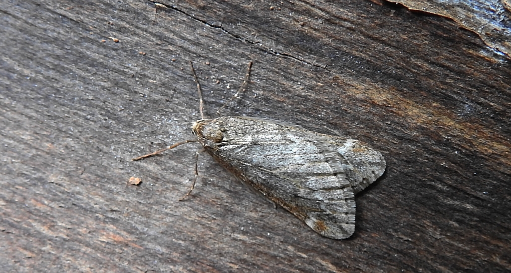 Nierównik kasztaniak (Alsophila aescularia)