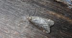 Nierównik kasztaniak (Alsophila aescularia)