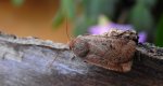 Porożnica jagodówka (Conistra vaccinii)