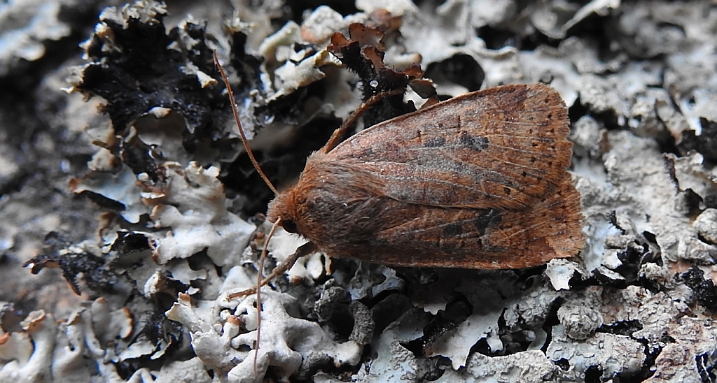 Porożnica jagodówka (Conistra vaccinii)