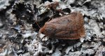 Porożnica jagodówka (Conistra vaccinii)