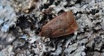 Porożnica jagodówka (Conistra vaccinii)