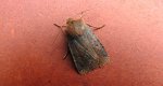 Porożnica jagodówka (Conistra vaccinii)