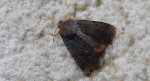 Porożnica jagodówka (Conistra vaccinii)
