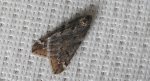 Nierównik kasztaniak (Alsophila aescularia)