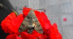 Fruczak gołąbek (Macroglossum stellatarum)