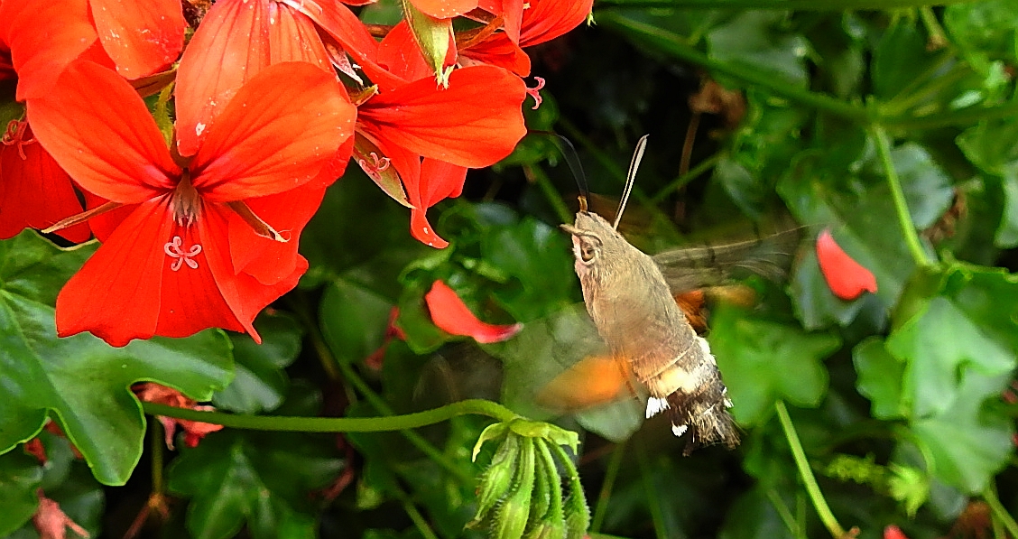 Fruczak gołąbek (Macroglossum stellatarum)