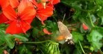 Fruczak gołąbek (Macroglossum stellatarum)