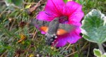 Fruczak gołąbek (Macroglossum stellatarum)