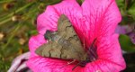 Fruczak gołąbek (Macroglossum stellatarum)