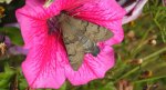 Fruczak gołąbek (Macroglossum stellatarum)