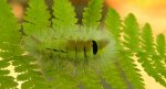 Szczotecznica szarawka (Calliteara pudibunda syn. Dasychira pudibunda)