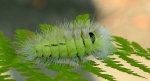 Szczotecznica szarawka (Calliteara pudibunda syn. Dasychira pudibunda)