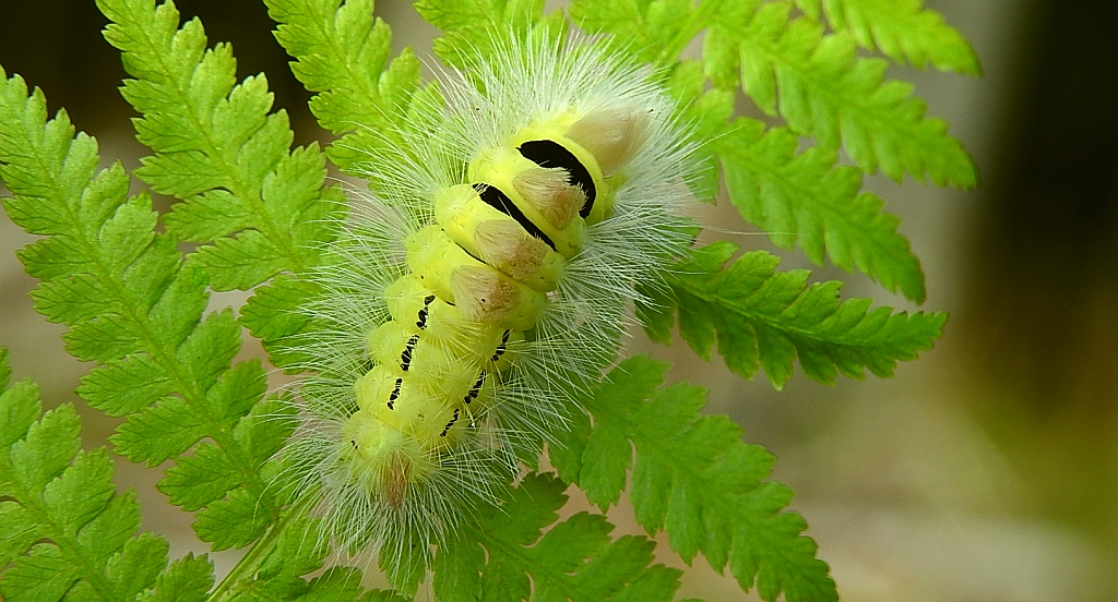 Szczotecznica szarawka (Calliteara pudibunda syn. Dasychira pudibunda)
