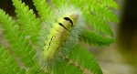 Szczotecznica szarawka (Calliteara pudibunda syn. Dasychira pudibunda)