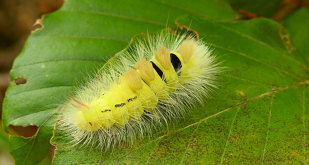 Szczotecznica szarawka (Calliteara pudibunda syn. Dasychira pudibunda)