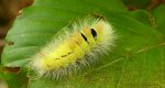 Szczotecznica szarawka (Calliteara pudibunda syn. Dasychira pudibunda)