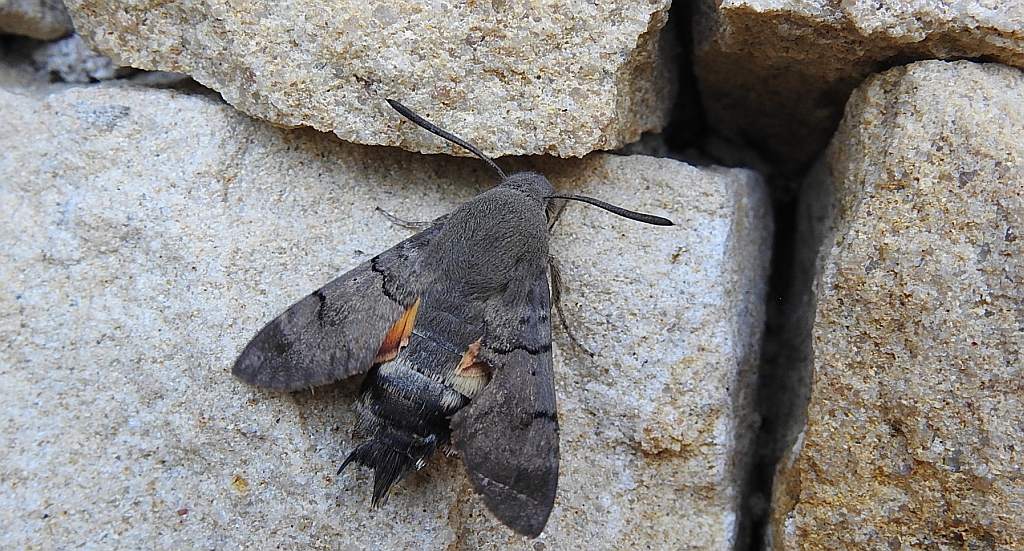 Fruczak gołąbek (Macroglossum stellatarum)