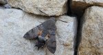 Fruczak gołąbek (Macroglossum stellatarum)