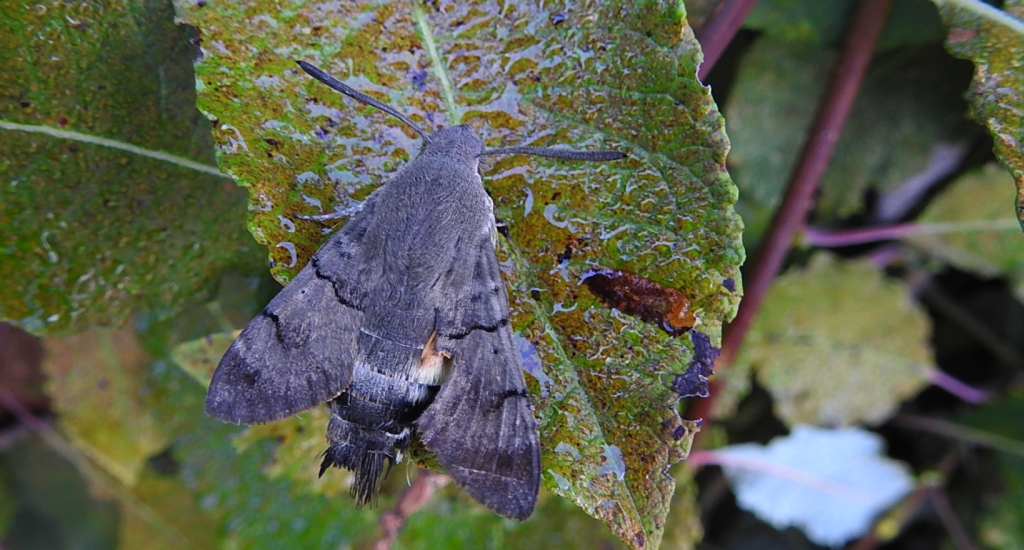 Fruczak gołąbek (Macroglossum stellatarum)