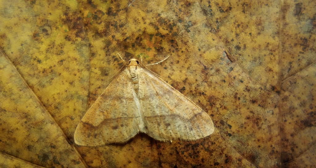 Zimowek pozłotnik (Agriopis aurantiaria)