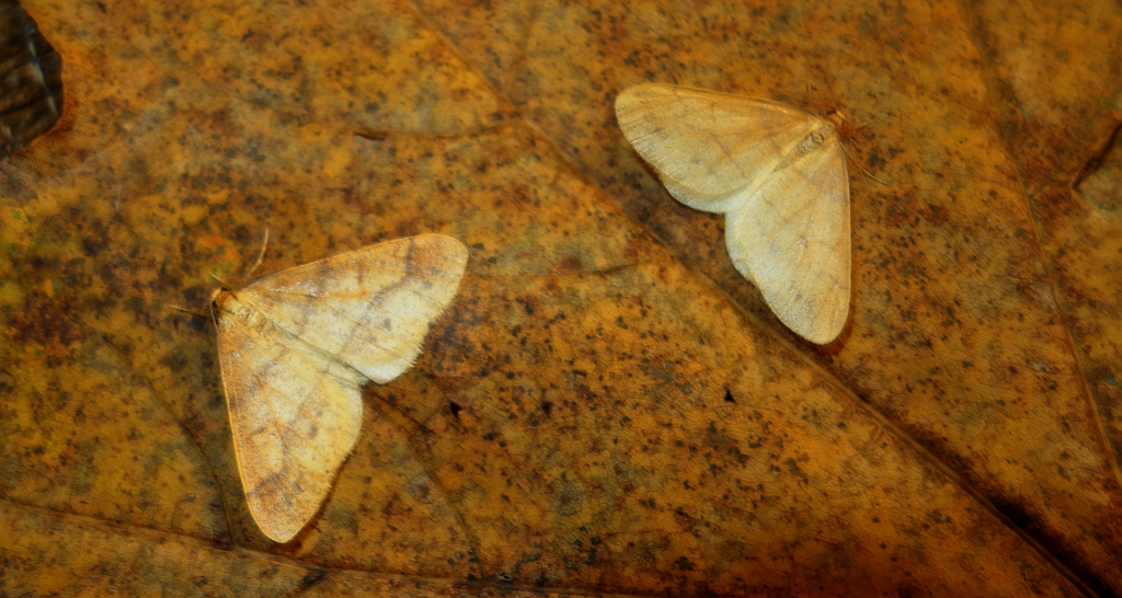 Zimowek pozłotnik (Agriopis aurantiaria)