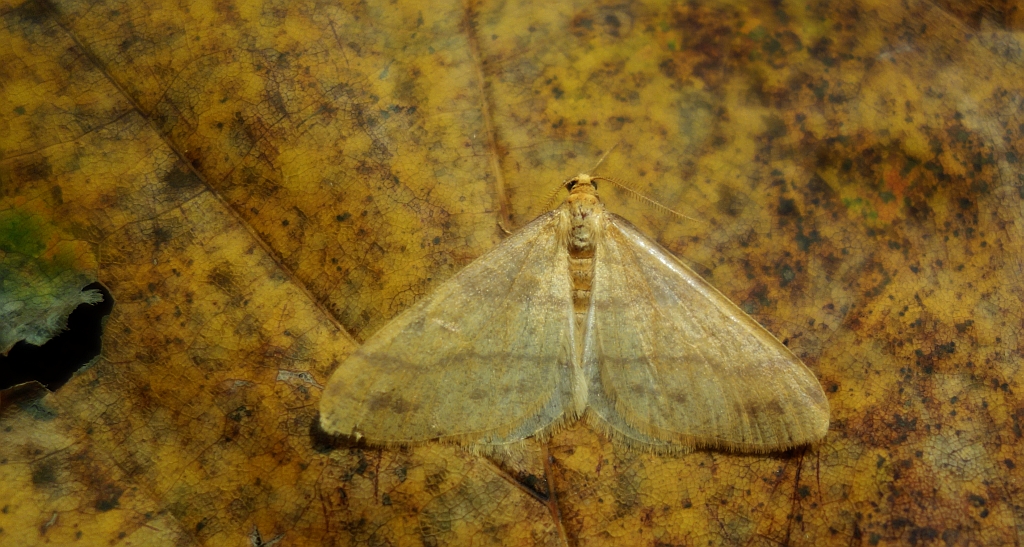 Zimowek pozłotnik (Agriopis aurantiaria)