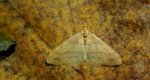 Zimowek pozłotnik (Agriopis aurantiaria)