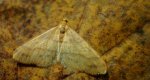 Zimowek pozłotnik (Agriopis aurantiaria)