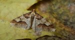 Zimowek ogołotniak (Erannis defoliaria)