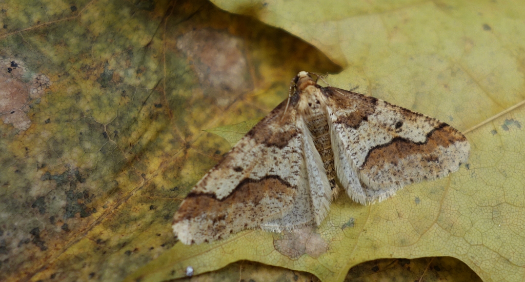 Zimowek ogołotniak (Erannis defoliaria)