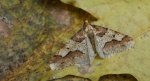 Zimowek ogołotniak (Erannis defoliaria)